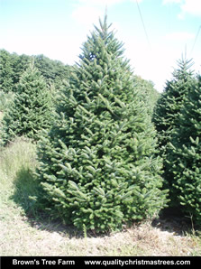 Balsam Fir Christmas Tree Image 1