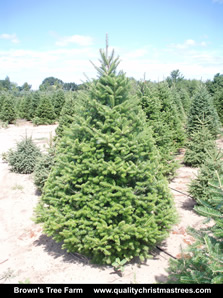 Balsam Fir Christmas Tree Image 2