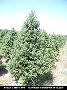 Balsam Fir Christmas Tree Image 3