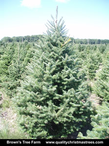 Balsam Fir Christmas Tree Image 4
