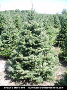 Balsam Fir Christmas Tree Image 5