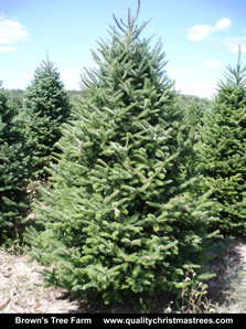 Balsam Fir Christmas Tree Image 6