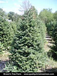 Balsam Fir Christmas Tree Image 7