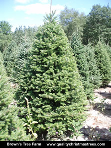 Balsam Fir Christmas Tree Image 9