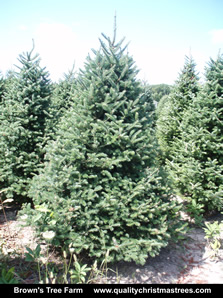 Balsam Fir Christmas Tree Image 10