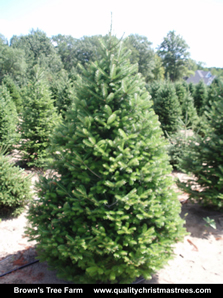 Balsam Fir Christmas Tree Image 11