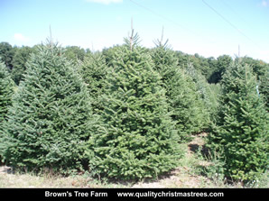 mas Trees Image 12