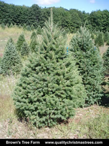 Douglas Fir Christmas Tree Image 1
