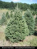 Douglas Fir Christmas Tree Image