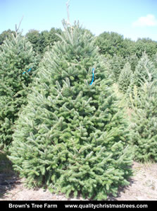 Douglas Fir Christmas Tree Image 2