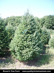 Douglas Fir Christmas Tree Image 3