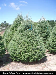 Douglas Fir Christmas Tree Image 4