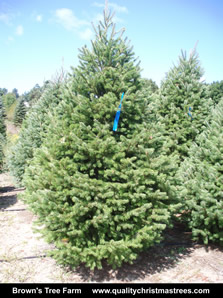 Douglas Fir Christmas Tree Image 5