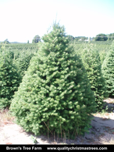 Douglas Fir Christmas Tree Image 6