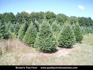 Douglas Fir Christmas Trees Image 7