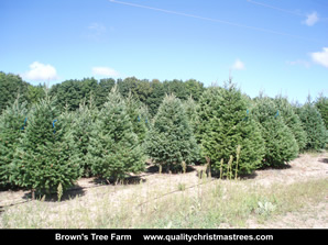 Douglas Fir Christmas Trees Image 8