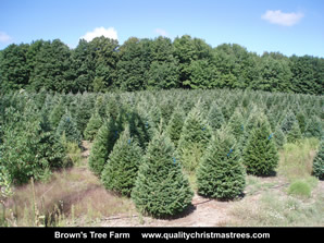 Douglas Fir Christmas Trees Image 9