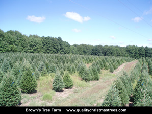 Douglas Fir Christmas Trees Image 10