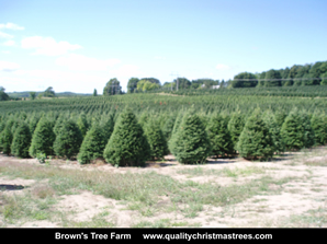 Douglas Fir Christmas Trees Image 12