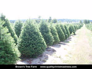 Douglas Fir Christmas Trees Image 13