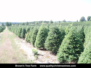 Douglas Fir Christmas Trees Image 14