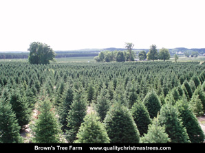 Douglas Fir Christmas Trees Image 16