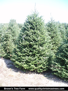 Fraser Fir Christmas Tree Image 1