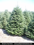 Fraser Fir Christmas Tree Image