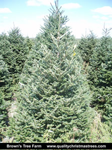 Fraser Fir Christmas Tree Image 5