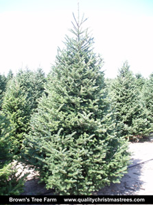 Fraser Fir Christmas Tree Image 7