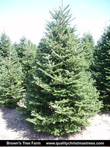 Fraser Fir Christmas Tree Image 8