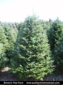 Fraser Fir Christmas Tree Image 10