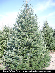 Fraser Fir Christmas Tree Image 11