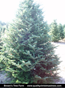 Fraser Fir Christmas Tree Image 12