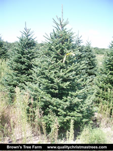 Fraser Fir Christmas Tree Image 13