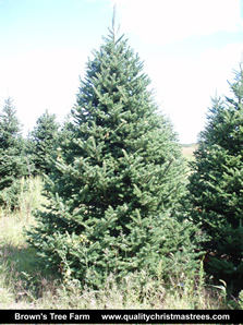 Fraser Fir Christmas Tree Image 14