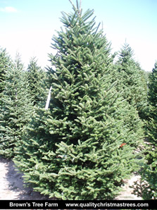 Fraser Fir Christmas Tree Image 16