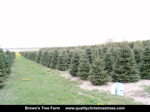 Fraser Fir Christmas Trees Image 21