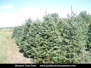 Fraser Fir Christmas Trees Image 24