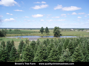 Fraser Fir Christmas Trees Image 25