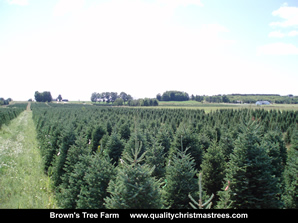 Fraser Fir Christmas Trees Image 28