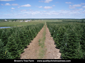 Fraser Fir Christmas Trees Image 31