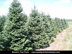 Fraser Fir Christmas Trees Image 33