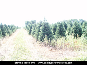 Fraser Fir Christmas Trees Image 34