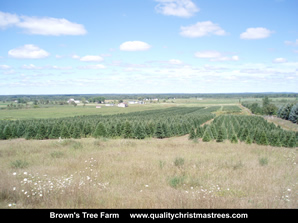 Fraser Fir Christmas Trees Image 36