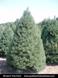 Scotch Pine Christmas Tree Image