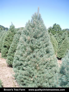 Scotch Pine Christmas Tree Image 7