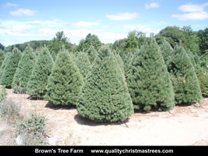 Scotch Pine Christmas Trees Image 11