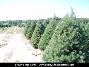 Scotch Pine Christmas Trees Image 15