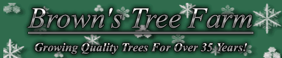 Wholesale Christmas Trees